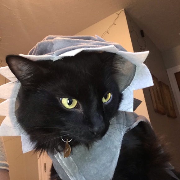 Meet your Posher, Paige - Picture 1 of 1